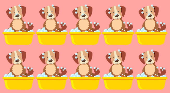 Encuentra al perrito diferente en tiempo récord.