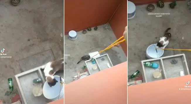 Mujer se vuelve viral por su peculiar método para rescatar a su gato del patio de su vecino