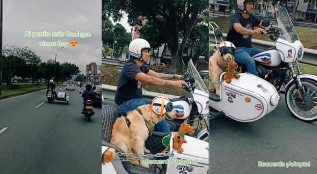 Perrito disfruta un paseo desde su asiento personalizado y sorprende en redes - VIDEO