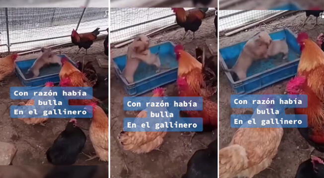 Unos cachorros se enfrentaron en una batalla épica en medio de un corral