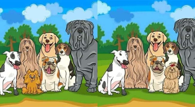 ¿Dog lover a la vista?: Encuentra las 10 diferencias en el reto visual que solo el 5% logró