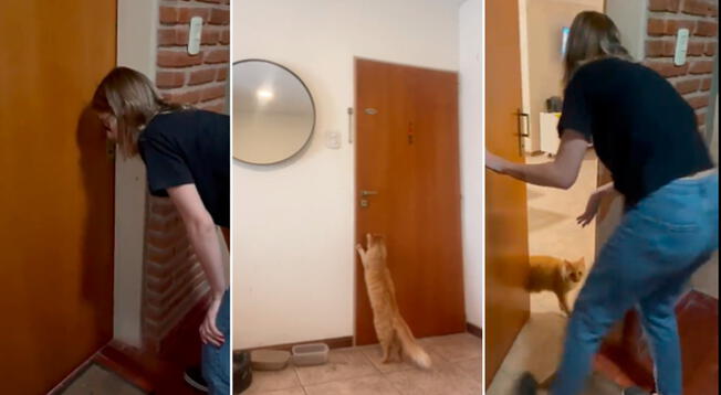 ¿Sin llaves? Gato abre la puerta a su ama al quedarse afuera de su departamento