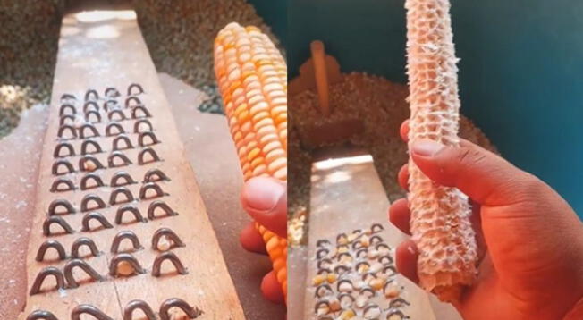 Tiktok: Hombre sorprende a usuarios con su ingeniosa creación para desgranar maíz en segundos