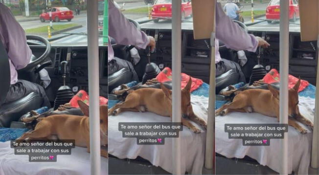 Chófer es viral por llevar a sus perritos en su bus para no dejarlos solos en casa