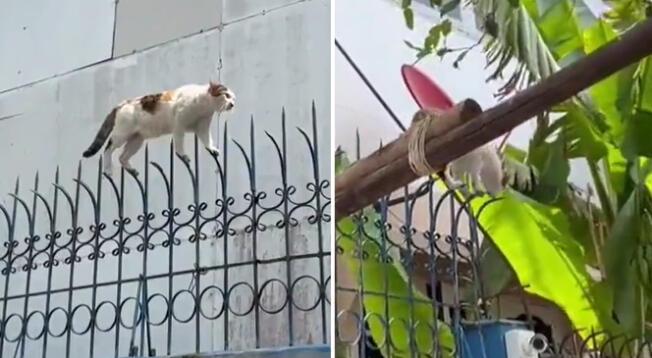 Gato se las ingenia para escapar de casa pese a reja con puntas; video viral