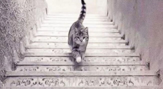 Test de personalidad: ¿El gato sube o baja las escaleras?