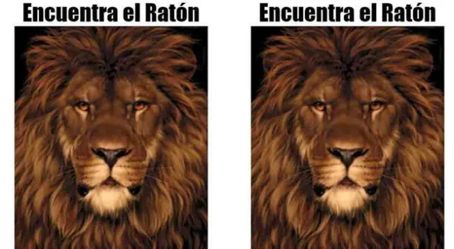 Mira al león y trata de hallar al ratón que está escondido en la imagen