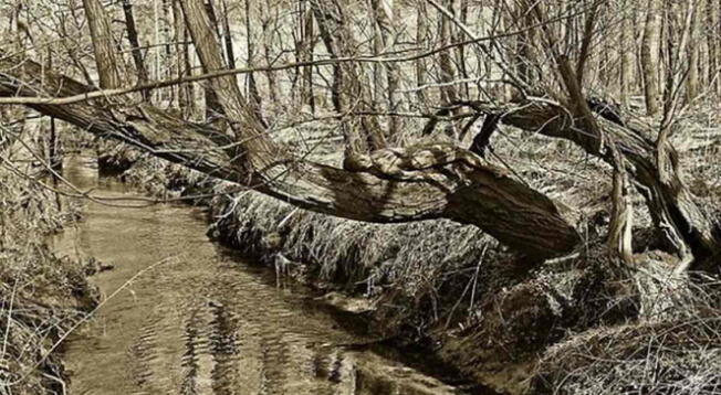 ¡El 95% no lo logró! Resuelve el acertijo EXTREMO y encuentra a la mujer camuflada