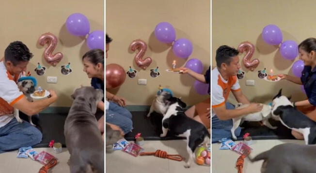 Tik Tok Viral: Perro celebra su cumpleaños, pero fiesta termina en pelea ‘perruna’