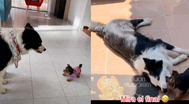 Perrito se convierte en hermano mayor y cae rendido ante pequeña cachorrita.