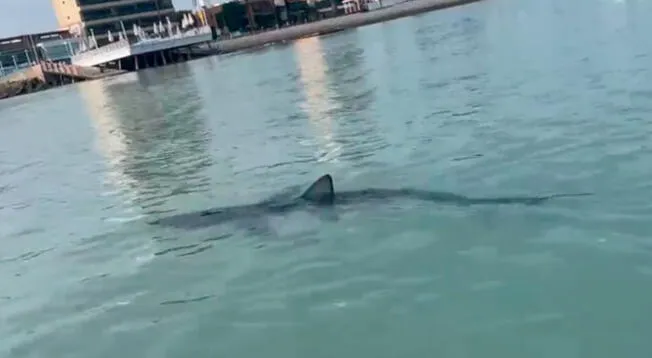 Tiburón fue captado en La Punta, Callo este martes.