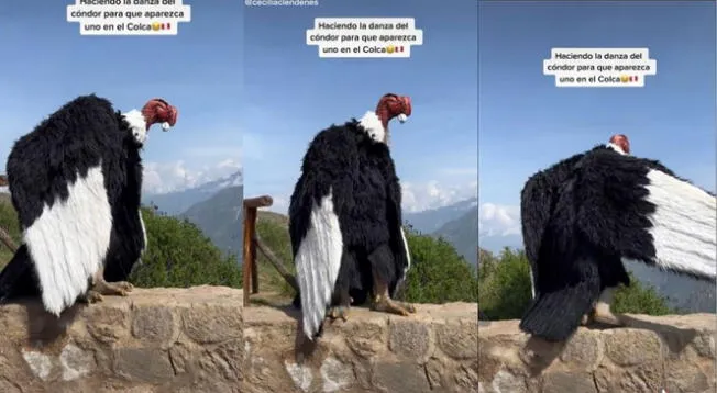 'Cóndor' realiza danza en el Cañón del Colca para promover el turismo - VIDEO