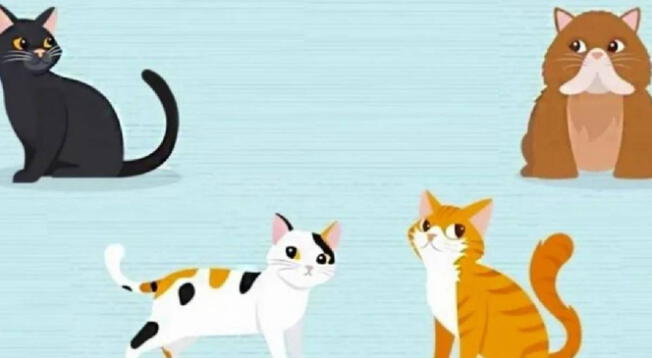 Test de personalidad: ¿Cómo eres realmente? El gato que elijas te lo revelará Test de personalidad: ¿Cómo eres realmente? El gato que elijas te lo revelará