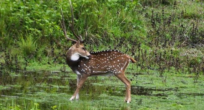 Encuentra al animal que observa al ciervo en este desafío visual extremo.