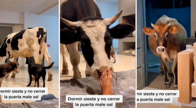 Viral: Joven olvida cerrar su puerta y sus animales de granja se mudan a su cuarto