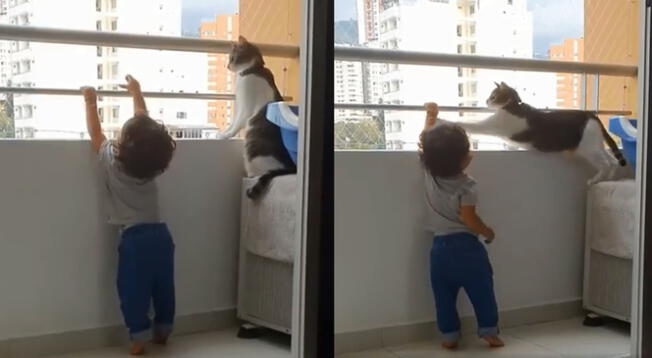 Gato protege a bebé y evita que se suba a un balcón