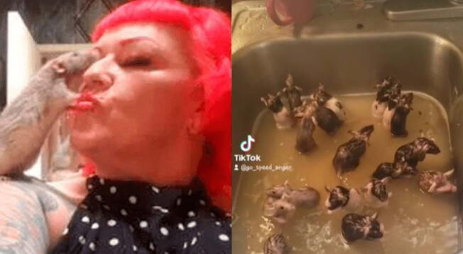 Mujer utiliza su lavadero para bañar a sus 50 ratas y video causa furor en Tiktok - VIDEO