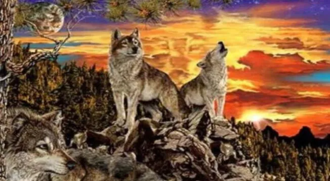¿Cuántos lobos logras ver en la imagen?