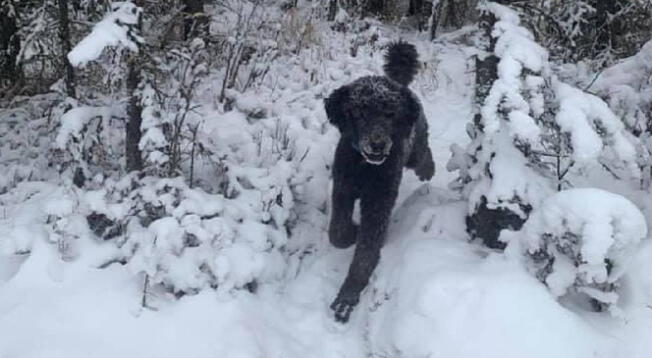 ¿Un hombre o un perro? Resuelve esta Ilusión óptica en 10 segundos