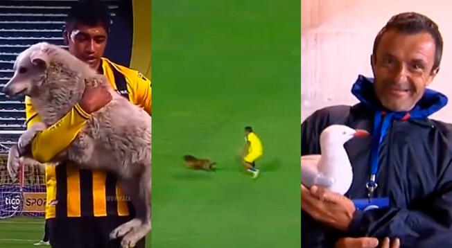 ¡Lo más tierno que verás hoy! Animales se roban el show de los partidos de fútbol.