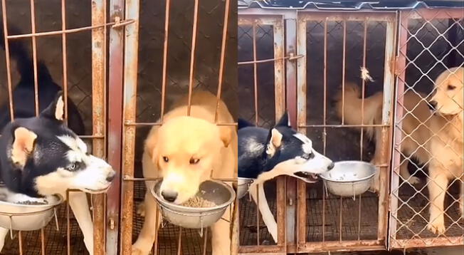 Perro egoísta muestra extraño comportamiento y es viral