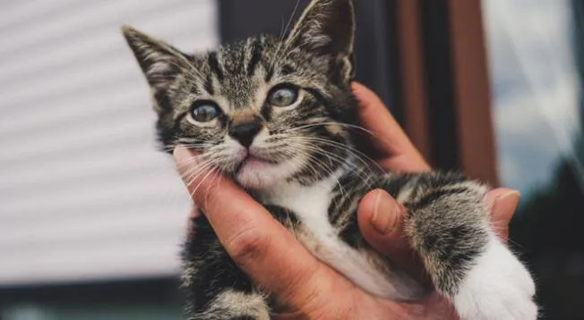 Niña intenta rescatar a gatitos y al final termina atrapada entre dos paredes