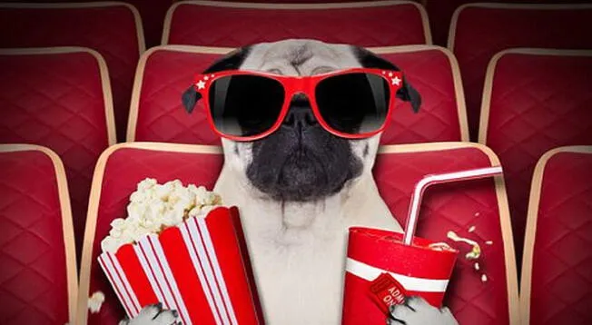 cine para perros es la nuevsa sensación para los amantes de animales