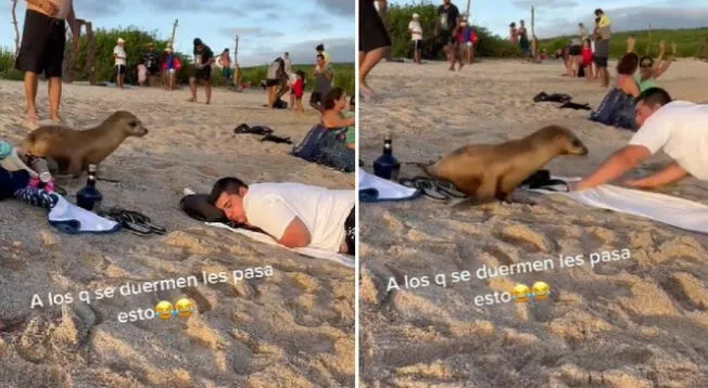 Hombre se quedó dormido en la playa y apareció con una foca al costado - VIDEO