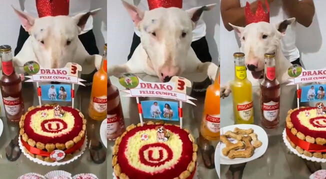 Drako es un perrito Bull terrier que celebró un año más al lado de su familia.