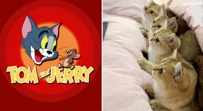 Grupo de gatos sorprendió al ver Tom y Jerry