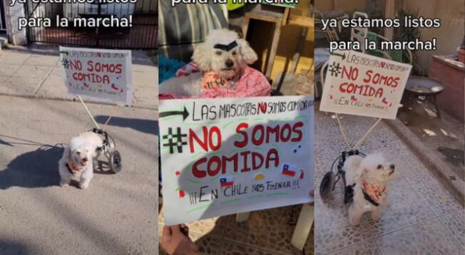 Mascota marcha contra el consumo de perros en Chile: