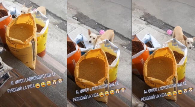 Perrito sin hogar es captado 'robando' comida para mascota en tienda - VIDEO