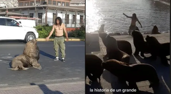 Mira el sorprendente video del hombre y los lobos marinos.