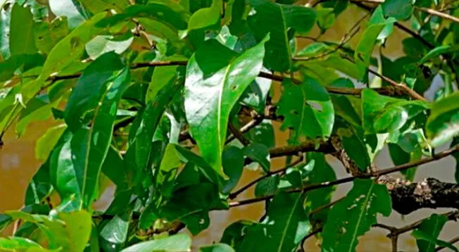 Encuentra al animal escondido entre la vegetación en pocos segundos.