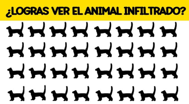 Tienes solo pocos segundos para encontrar al perro infiltrado entre los gatos. Tienes solo pocos segundos para encontrar al perro infiltrado entre los gatos.