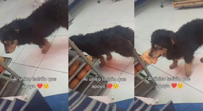 Perro sin hogar ingresa a panadería y se roba los alimentos en segundos - VIDEO