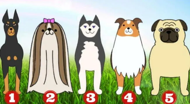 ¿Cuál es tu perro favorito? Responde este test y conoce si eres una persona honesta