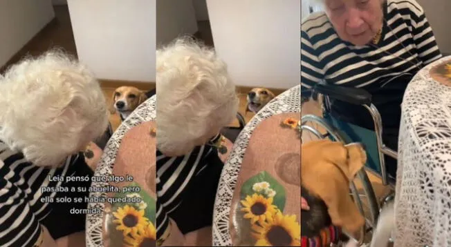 Mascota entra en pánico al ver que su dueña no despertaba y es viral en redes - VIDEO