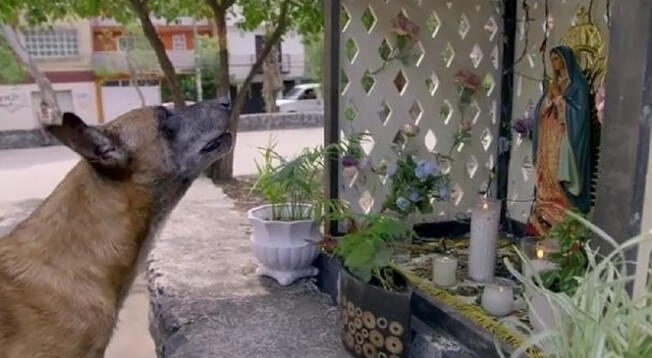 La rosa de Guadalupe: Capítulo presenta a un perro pidiendo milagro a la virgen