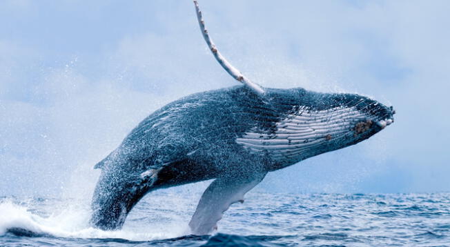 Terror en alta mar: ballena aplasta a yate y habría dejado cuatro heridos