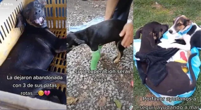 Joven decidió rescatar y cuidar de un perro abandonado con 3 patas fracturadas - VIDEO