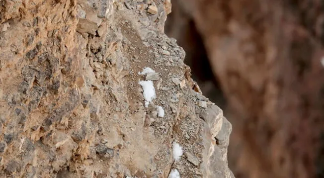 Encuentra al animal oculto entre las rocas y supera este increíble reto visual.