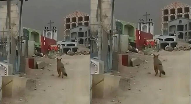Nuevo zorro andino se pasea por cementerio en Comas y vecinos alertan a Serfor - VIDEO