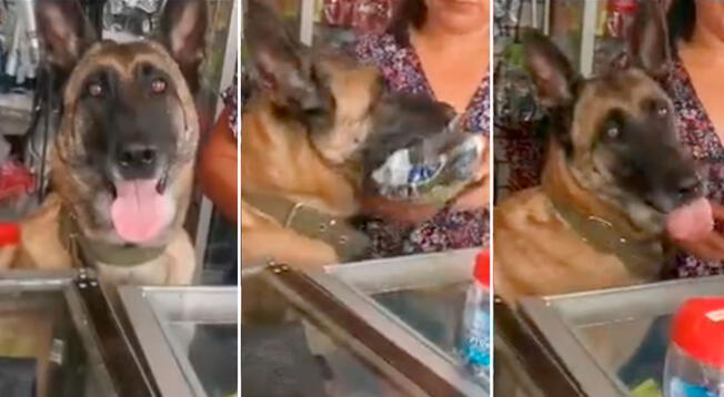 Perrita impresiona al atender en ferretería y despachar a clientes satisfechos - VIDEO