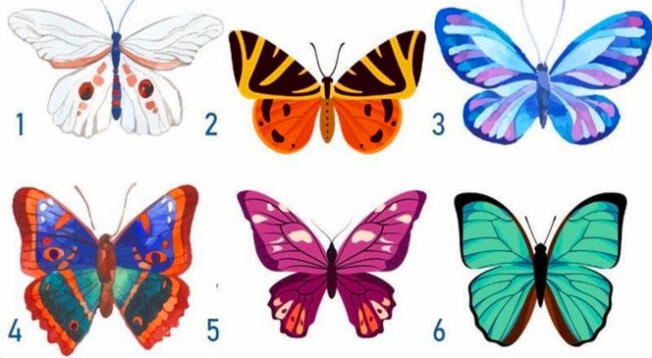 ¿Qué mariposa te gusta más? responde el test viral que revela por qué eres especial