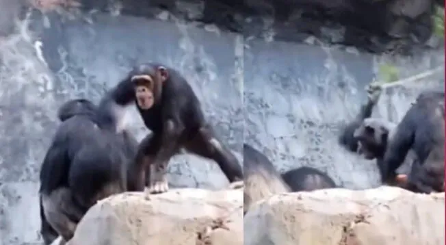 Chimpancé lanza piedras a turistas y su papá lo castiga pegándole con una rama