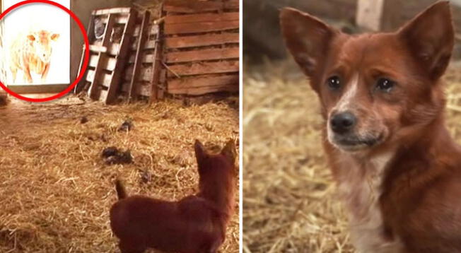 Perro llora de alegría al encontrarse nuevamente con la vaca que lo cuidó desde cachorro