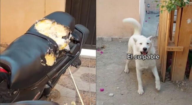 Perrito destrozó por segunda vez la moto de su dueño y es viral en redes - VIDEO