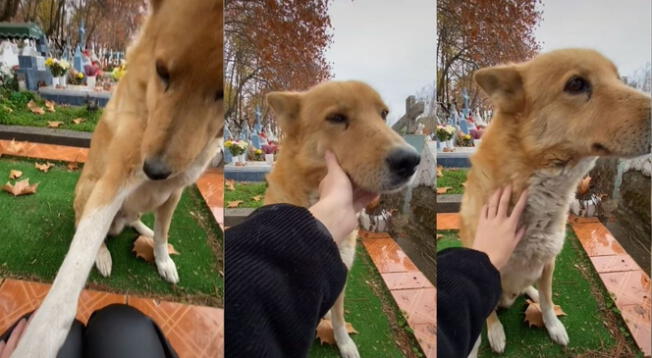 Perrito 'consuela' a joven que fue a visitar la tumba de un ser querido en el cementerio