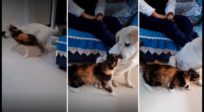 Usuarios de TikTok se conmueven por el accionar de la gata.